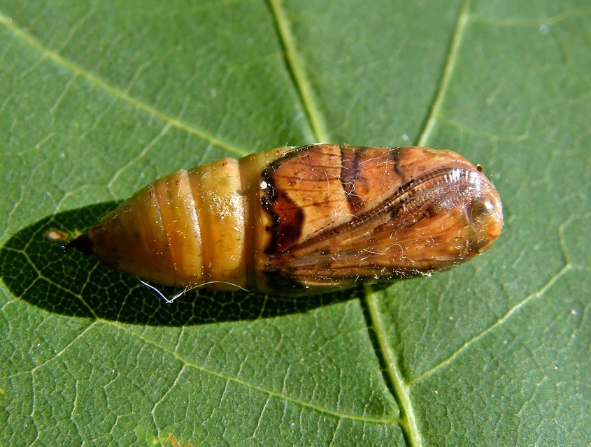 Selenia lunularia - egyfoltos holdasaraszoló
