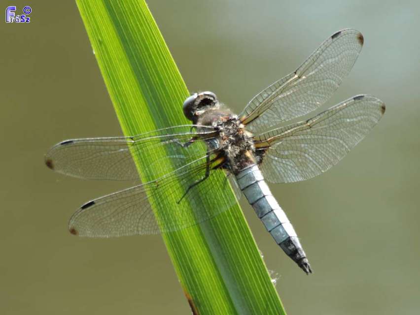 Libellula fulva - kisfoltos laposacsa