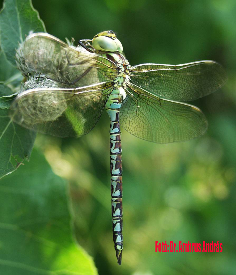 Aeshna viridis - kolokán-karcsúacsa