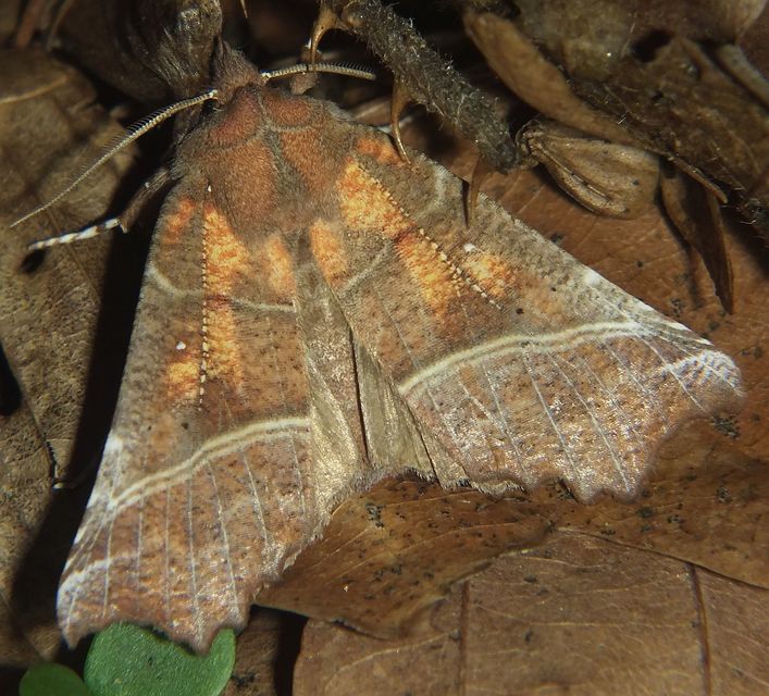 Scoliopteryx libatrix - vörös csipkésbagoly