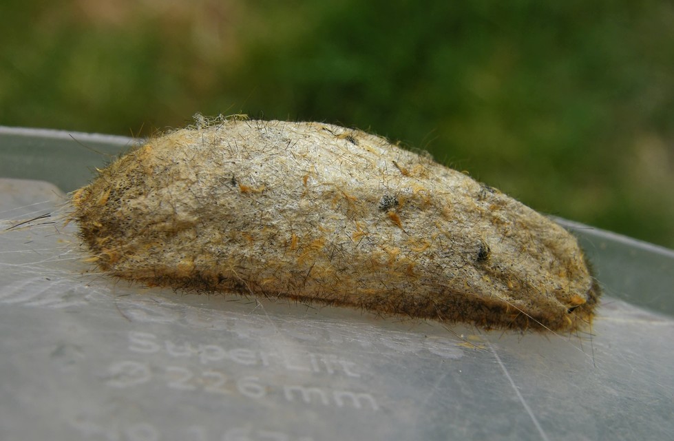 Euthrix potatoria - szomjas pohók