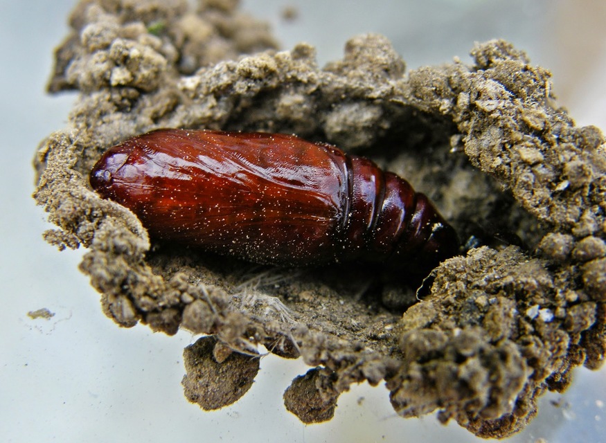Phlogophora meticulosa - vándorló csipkésbagoly