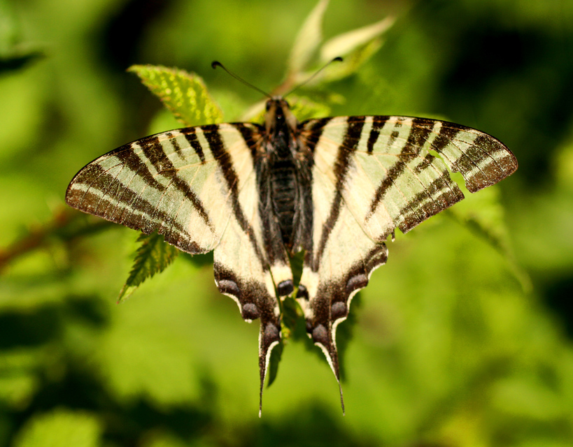Iphiclides podalirius - kardoslepke