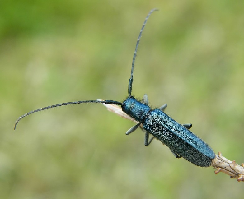 Agapanthia intermedia - kék varfűcincér