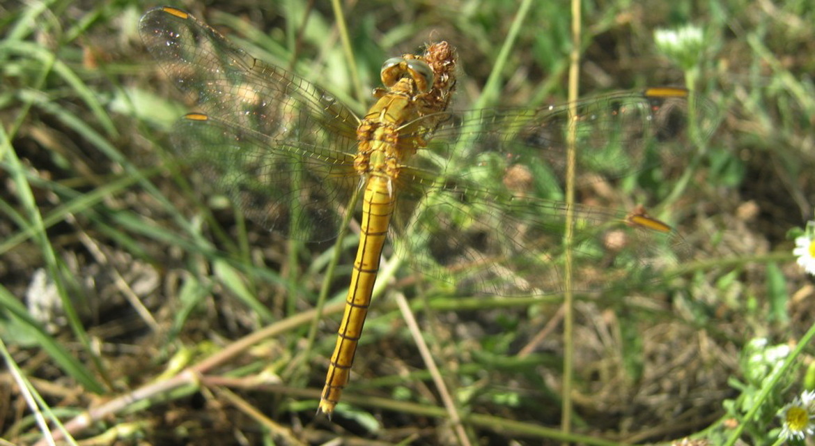 Orthetrum coerulescens - karcsú pásztorszitakötő