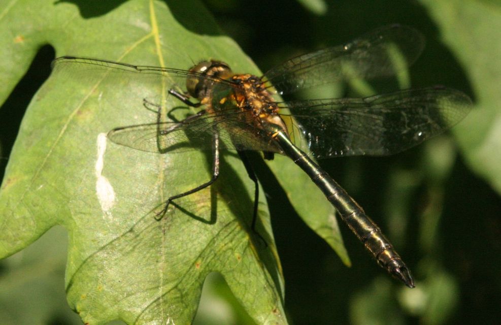 Somatochlora meridionalis - déli smaragdszitakötő