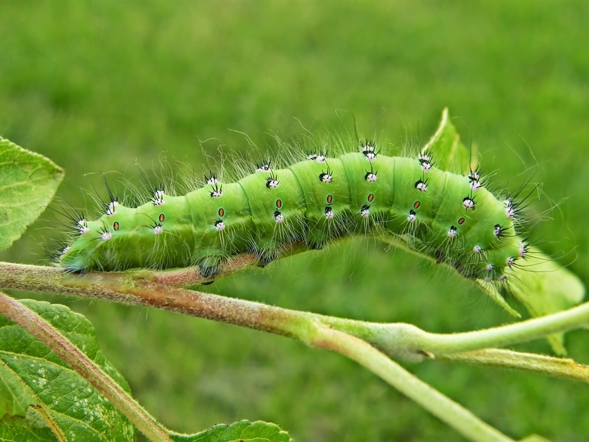 Saturnia pavoniella/pavonia