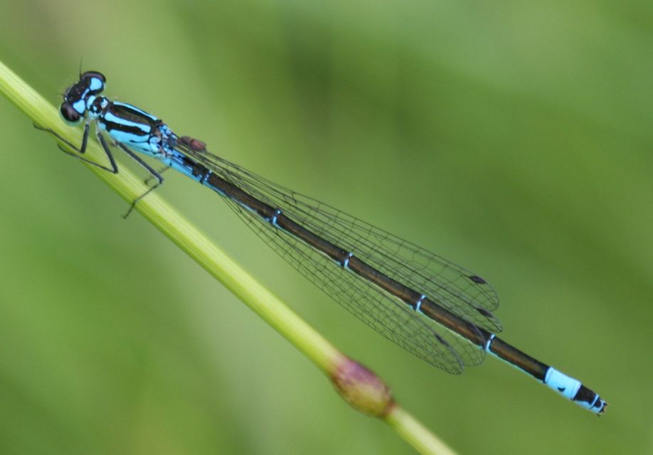 Coenagrion pulchellum - karcsú légivadász