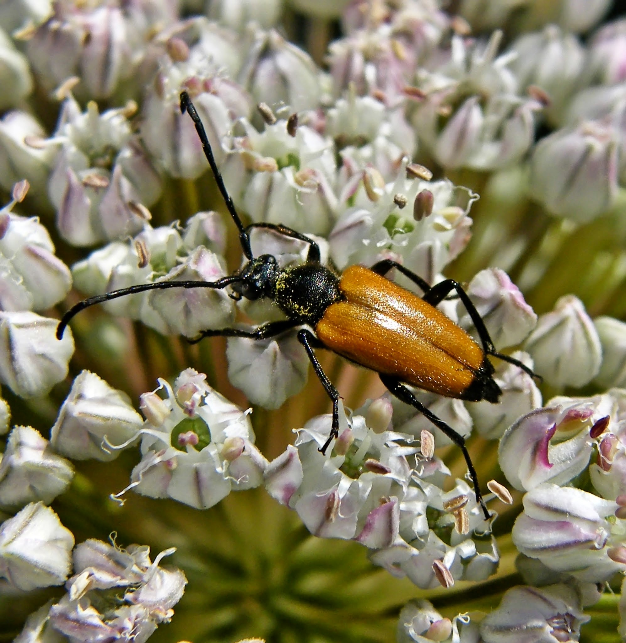 Stictoleptura fulva - vörhenyes virágcincér