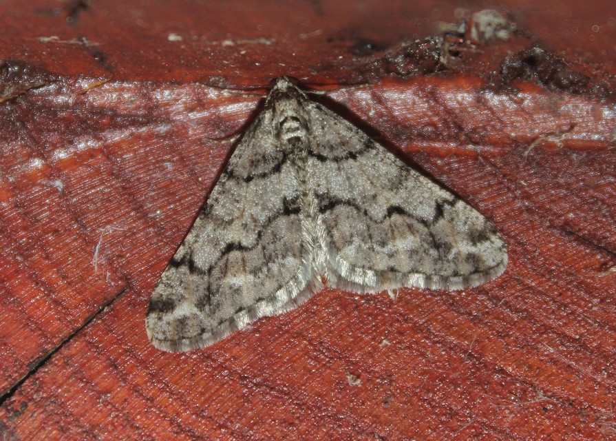 Agriopis leucophaearia - tölgy-tavasziaraszoló