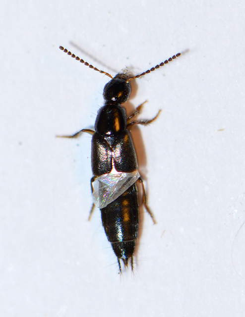 Philonthus quisquiliarius - zöldfényű ganajholyva