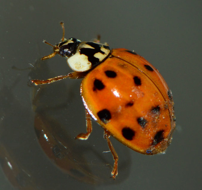 Harmonia axyridis - harlekinkatica