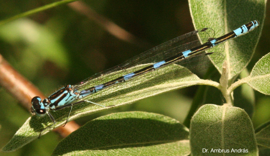 Coenagrion pulchellum - karcsú légivadász