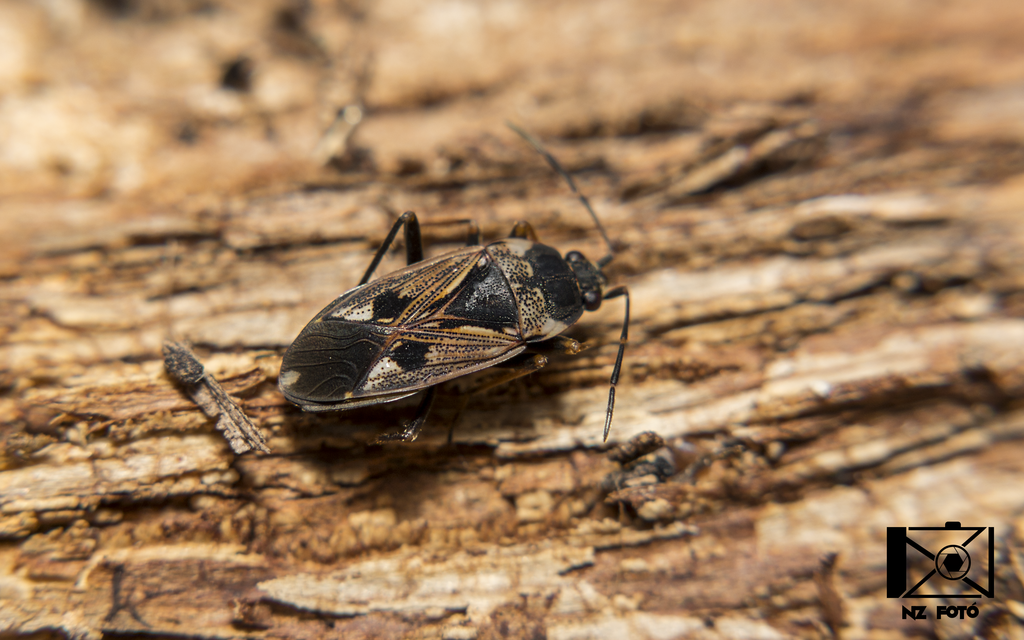 Rhyparochromus vulgaris - közönséges díszesbodobács