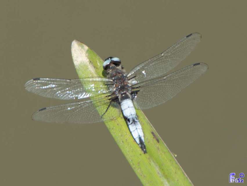 Libellula fulva - kisfoltos laposacsa