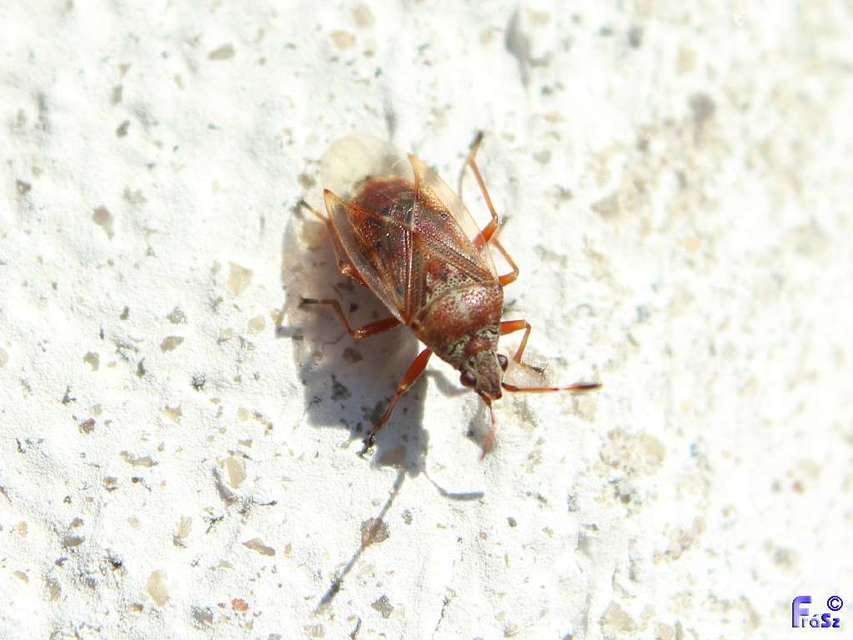 Kleidocerys resedae - nyírbodobács