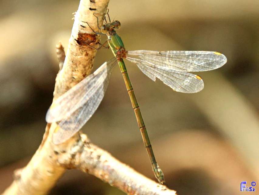 Chalcolestes viridis/parvidens