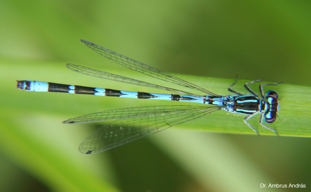 Coenagrion ornatum - díszes légivadász
