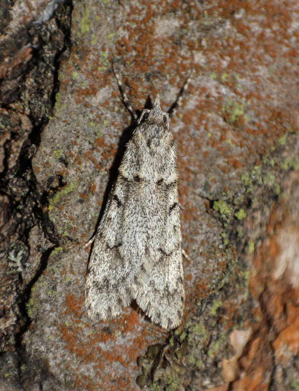 Diurnea fagella - szürke tavaszimoly
