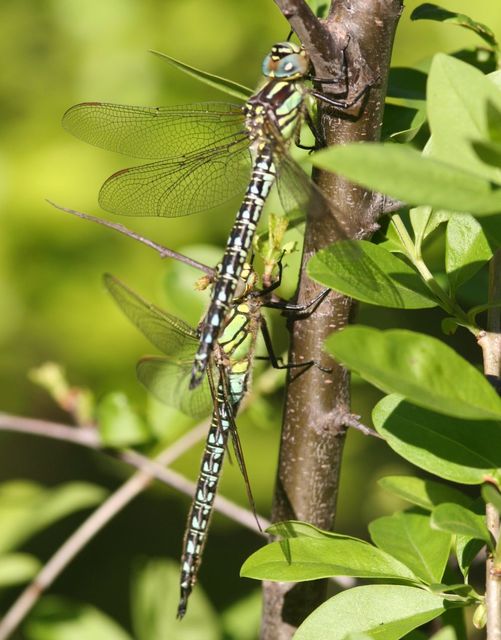 Brachytron pratense - szőrös karcsúacsa