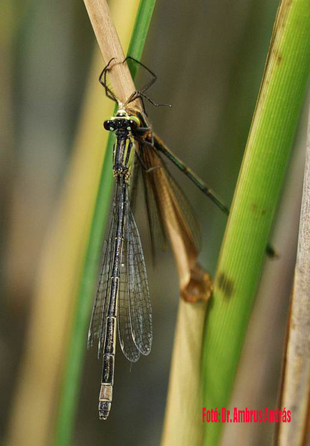 Ischnura elegans pontica - kéköves légivadász Ischnura elegans pontica - kéköves légivadász