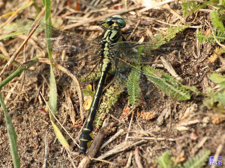 Gomphus vulgatissimus - feketelábú folyami-szitakötő
