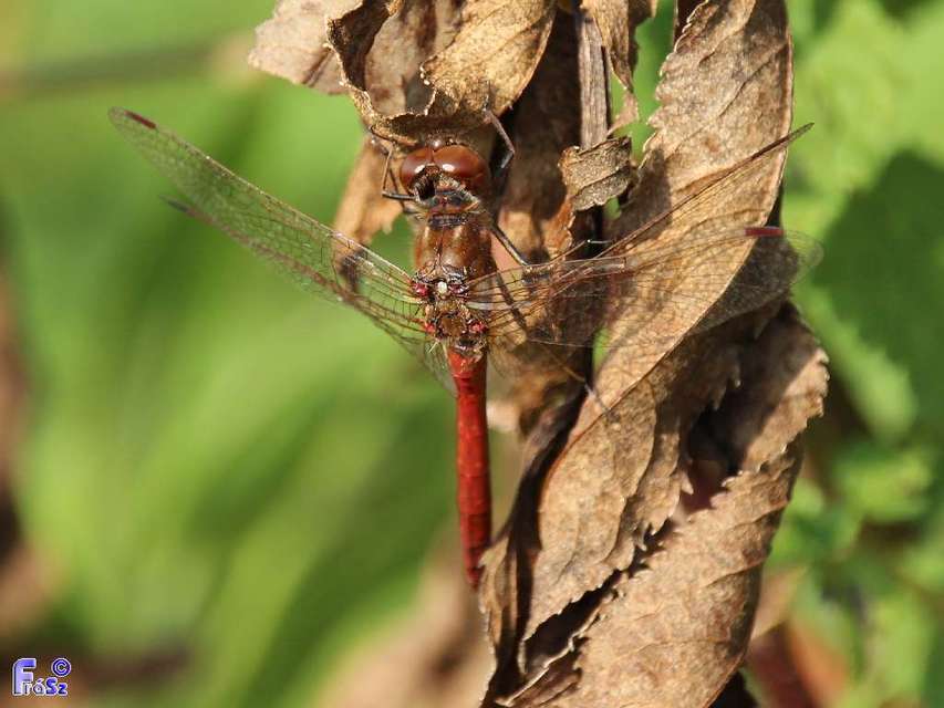 Sympetrum striolatum/vulgatum