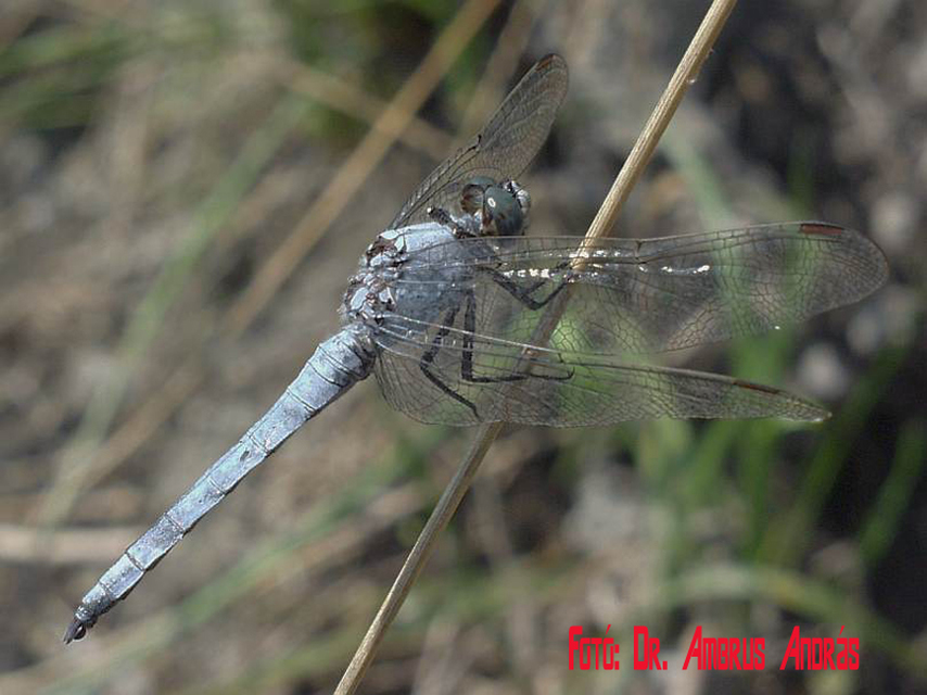 Orthetrum brunneum - pataki pásztorszitakötő Orthetrum brunneum - pataki pásztorszitakötő