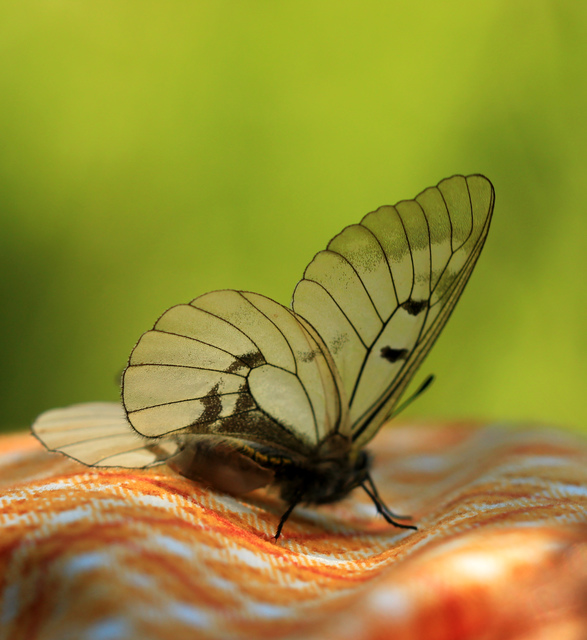Parnassius mnemosyne - kis apollólepke