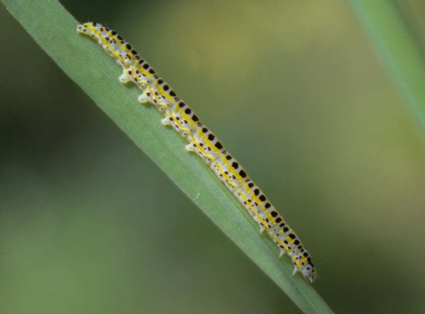 Calophasia lunula - gyújtoványfű-apróbagoly