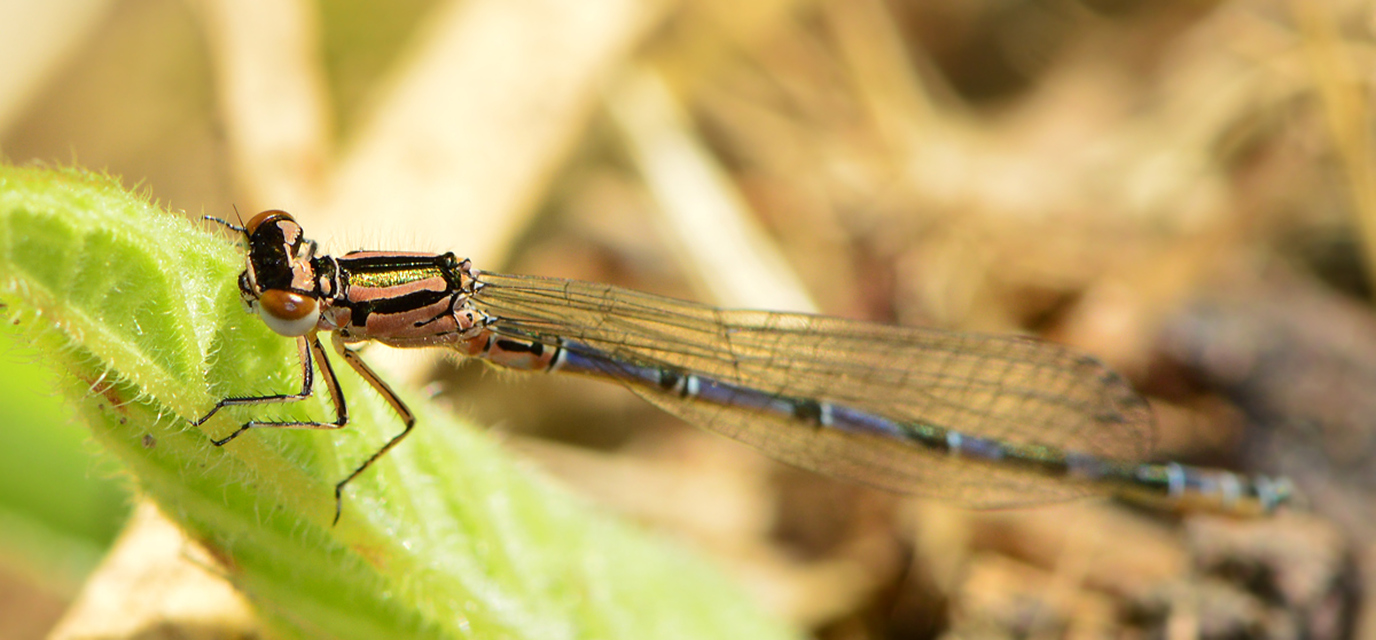 Coenagrion ornatum - díszes légivadász