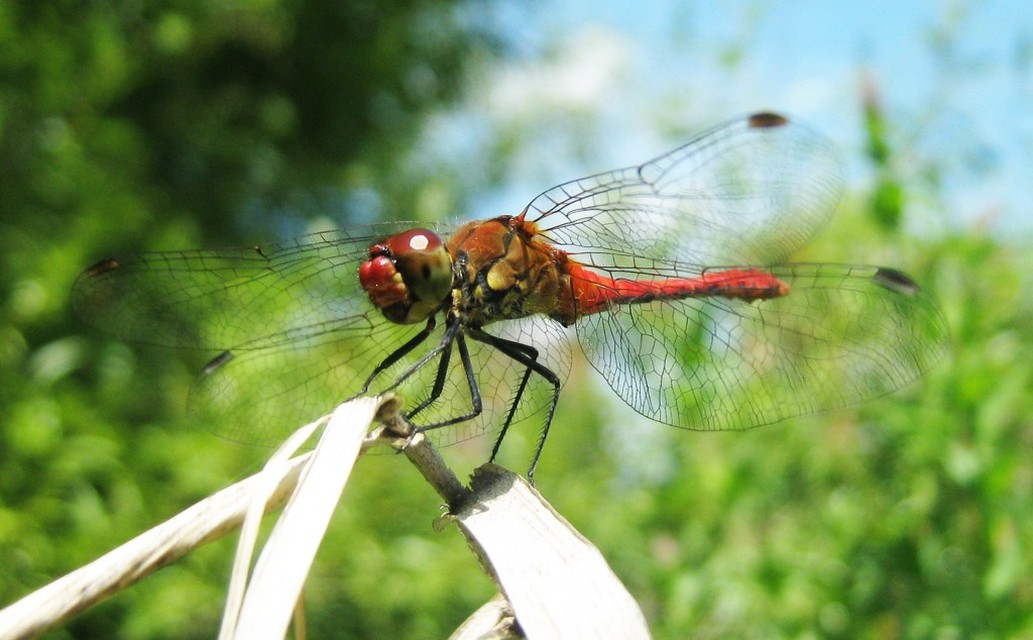 Sympetrum sanguineum - vörös katona-szitakötő
