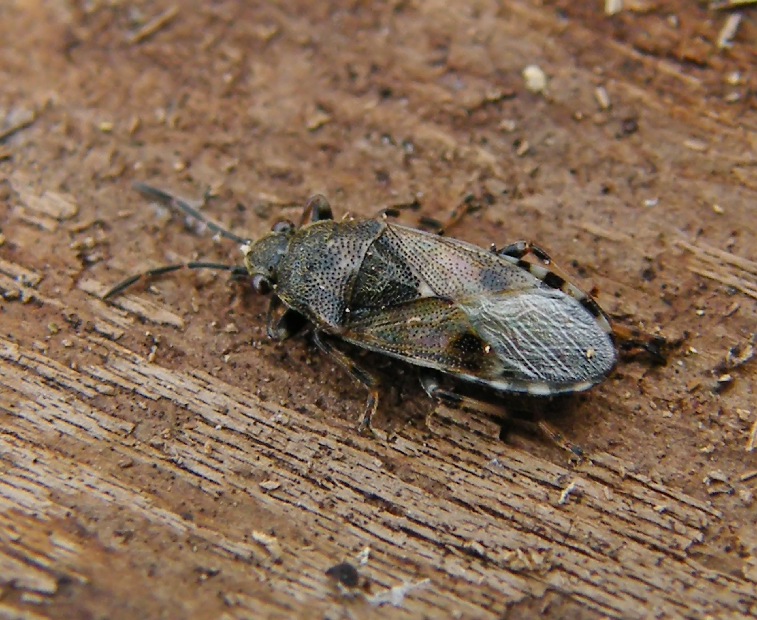 Heterogaster cathariae