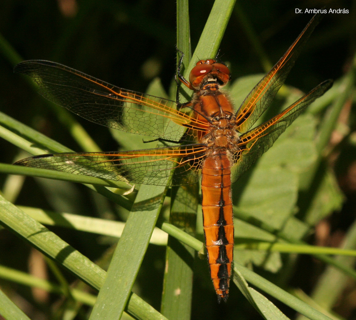Libellula fulva - kisfoltos laposacsa