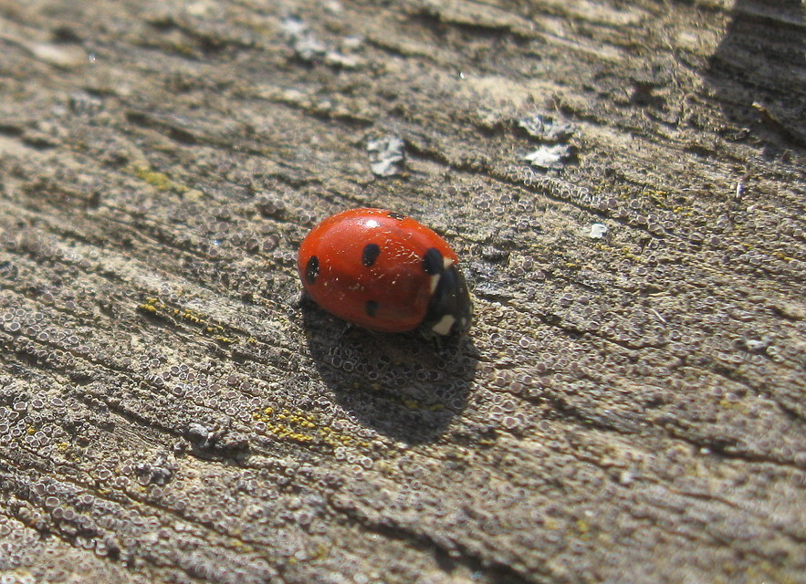 Coccinella septempunctata - hétpettyes katica