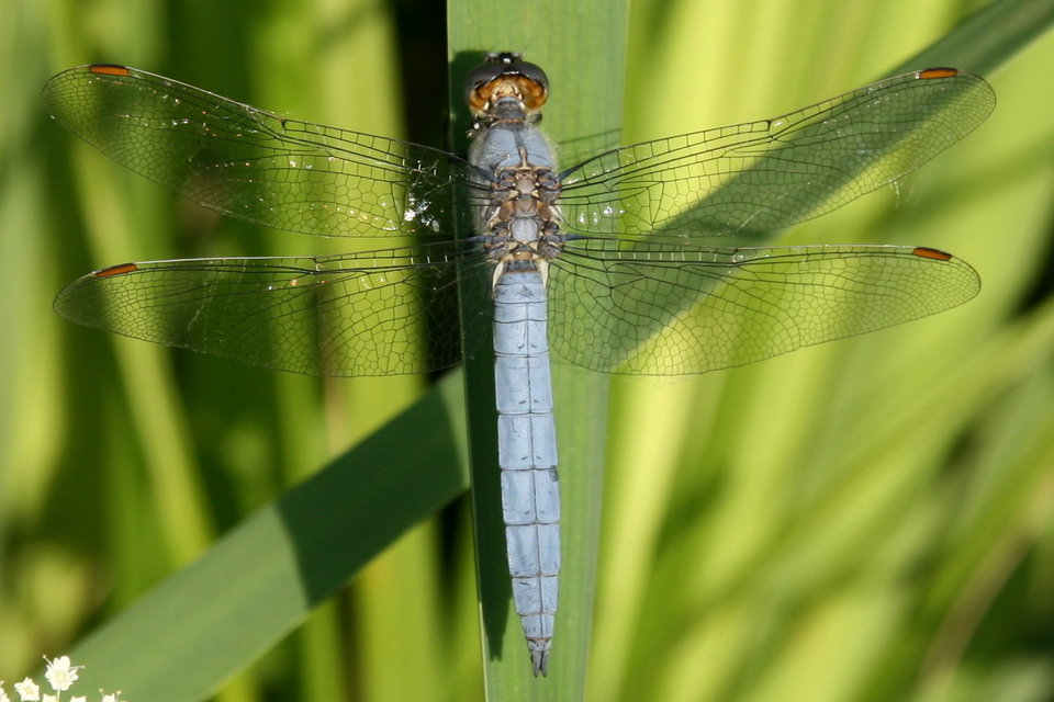 Orthetrum brunneum - pataki pásztorszitakötő