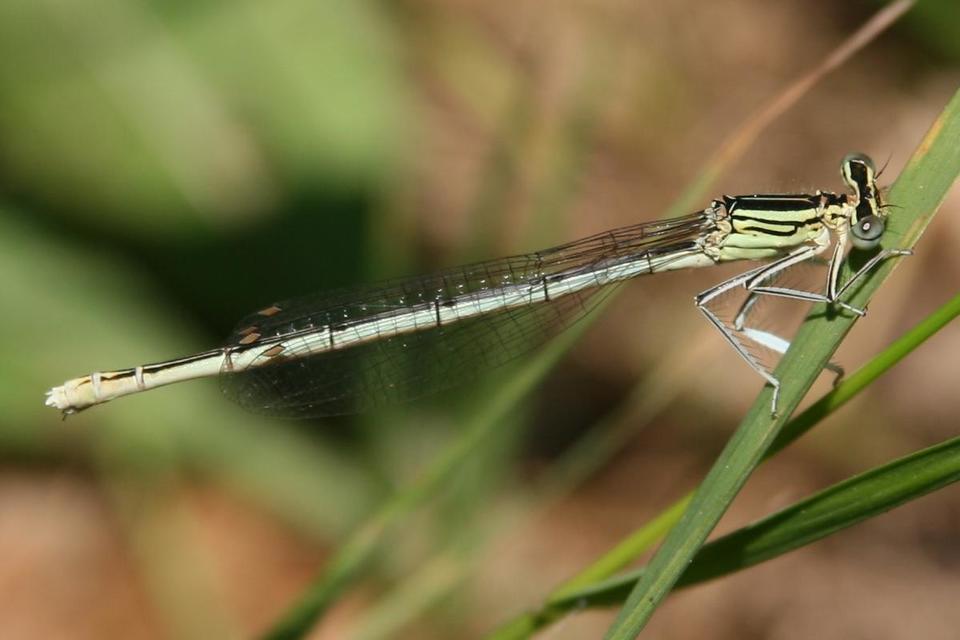 Platycnemis pennipes - széleslábú szitakötő
