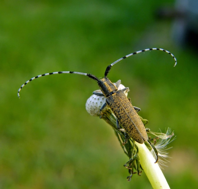 Agapanthia villosoviridescens - fehérgyűrűs bogáncscincér