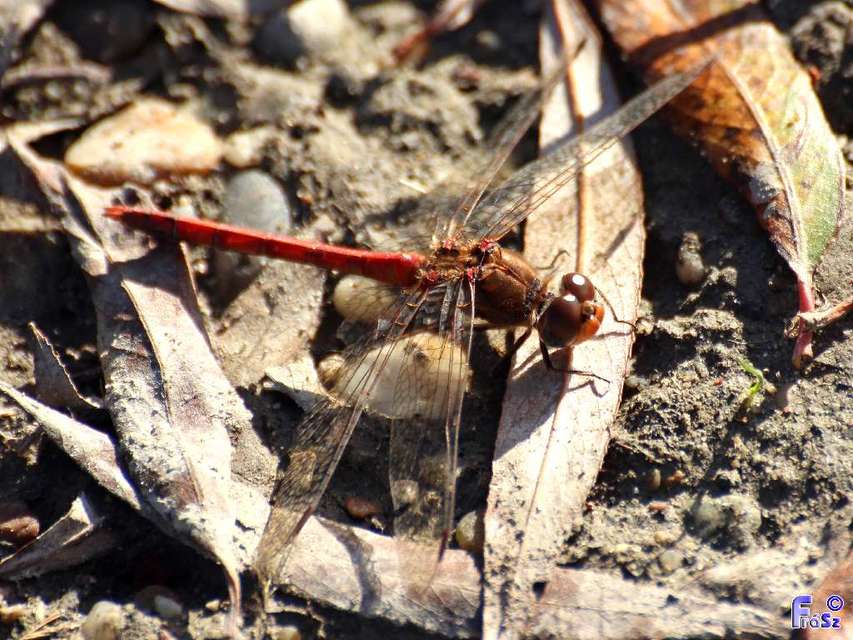 Sympetrum striolatum/vulgatum