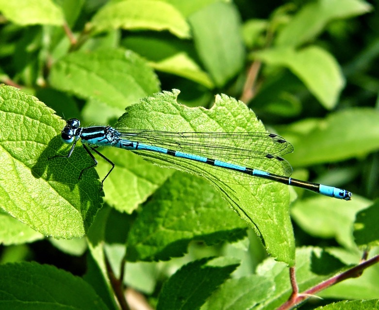 Coenagrion puella - azúrkék légivadász