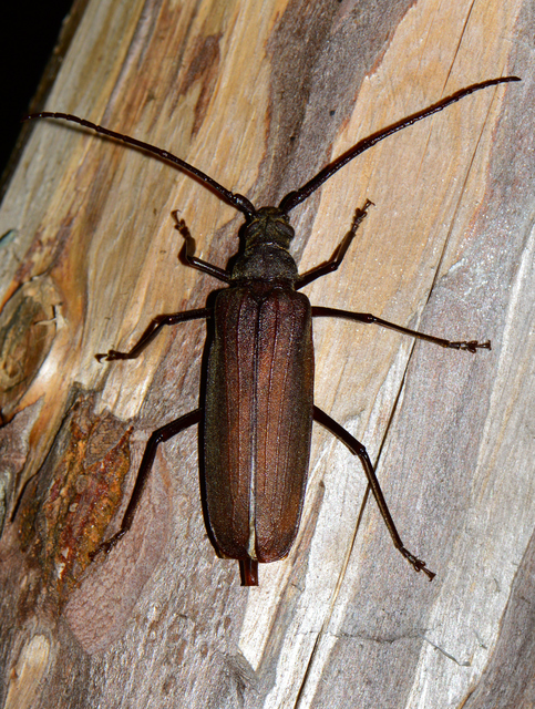 Aegosoma scabricorne - diófacincér