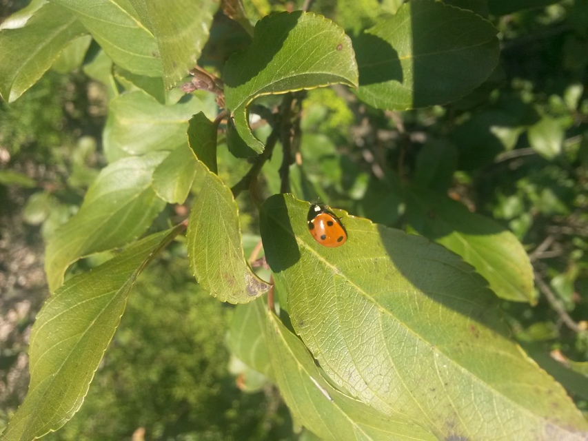 Coccinella septempunctata - hétpettyes katica