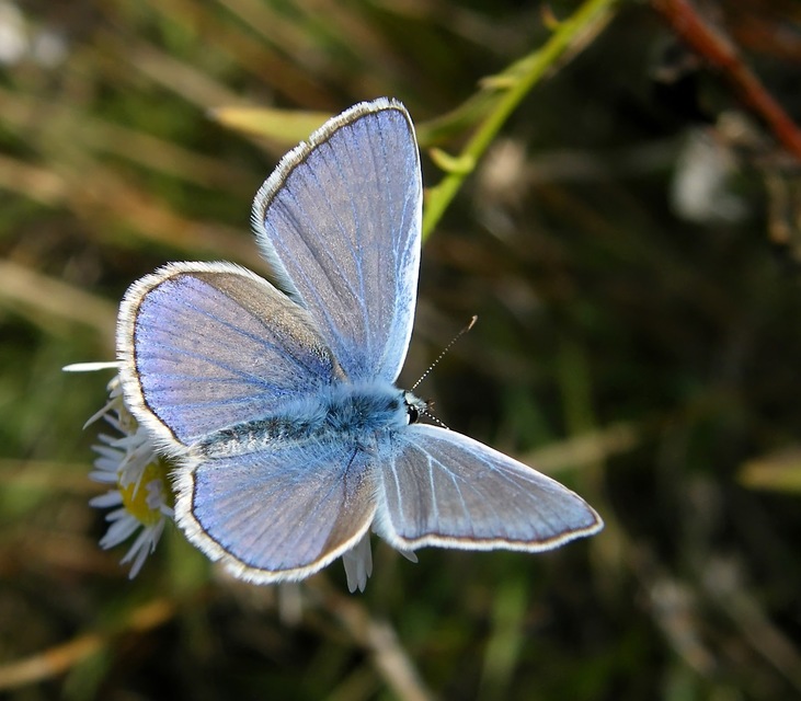 Polyommatus icarus - közönséges boglárka