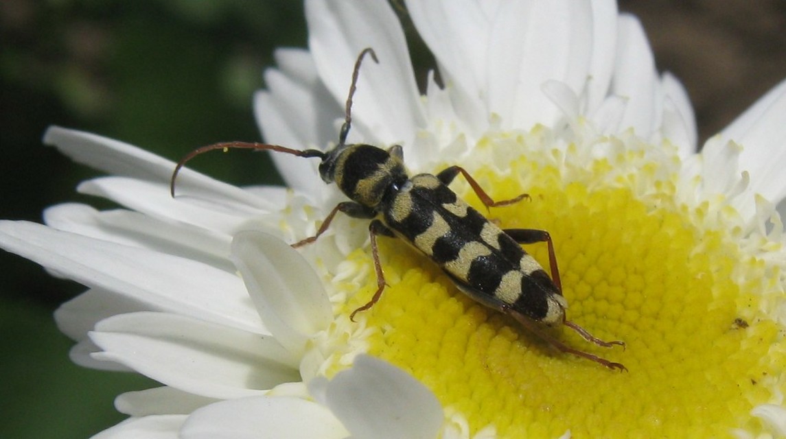 Echinocerus floralis - lucerna-darázscincér