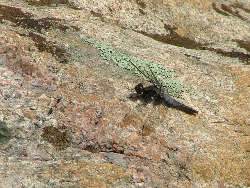 Libellula julia
