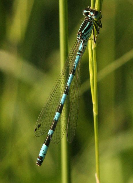 Coenagrion ornatum - díszes légivadász
