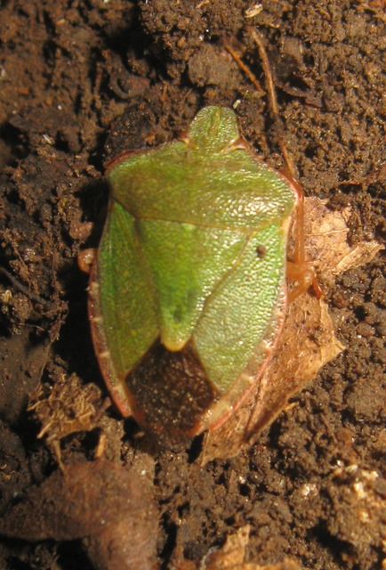 Palomena prasina - zöld bogyómászó-poloska Palomena prasina - zöld bogyómászó-poloska