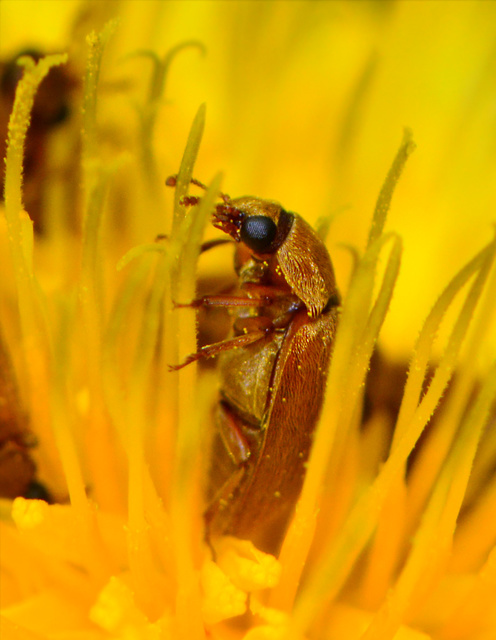 Byturus ochraceus - gyömbérgyökérbogár