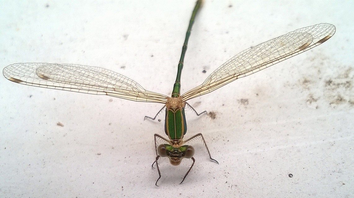 Lestes barbarus - foltosszárnyjegyű rablószitakötő
