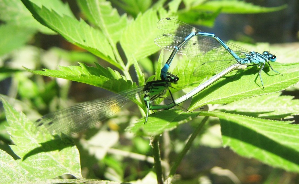 Coenagrion puella - azúrkék légivadász